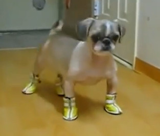 Perro con zapatos